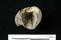 陶器藏品圖，第6張