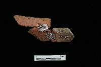 陶罐藏品圖，第1張