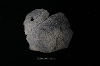 陶片藏品圖，第2張