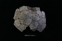 陶片藏品圖，第1張