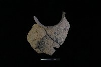 陶罐藏品圖，第4張