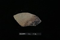 陶片藏品圖，第1張