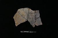 陶片藏品圖，第1張