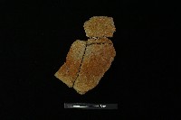 陶罐藏品圖，第1張