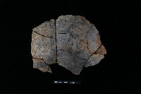 陶片藏品圖，第1張