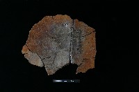 陶片藏品圖，第2張