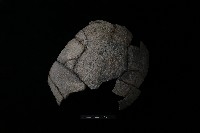 陶片藏品圖，第1張