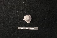 陶蓋鈕藏品圖，第1張