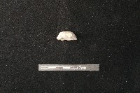 紡輪藏品圖，第1張
