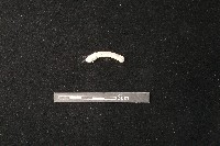 陶環藏品圖，第1張