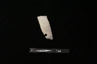 陶片藏品圖，第2張
