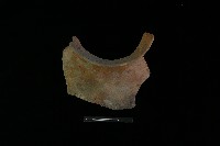 陶罐藏品圖，第2張