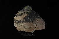 陶片藏品圖，第2張