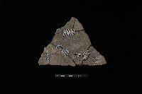 陶片藏品圖，第2張