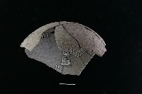 陶片藏品圖，第3張