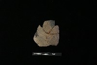 陶片藏品圖，第2張