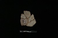 陶片藏品圖，第1張
