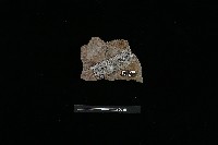 陶片藏品圖，第1張