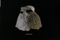 陶罐藏品圖，第3張