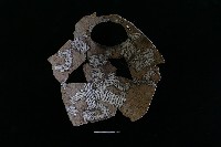 陶罐藏品圖，第3張