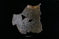 陶罐藏品圖，第1張