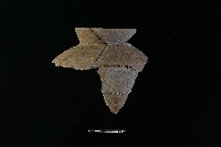 陶罐藏品圖，第2張