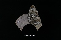 陶罐藏品圖，第1張