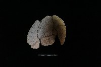 陶片藏品圖，第1張