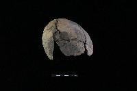 陶片藏品圖，第3張