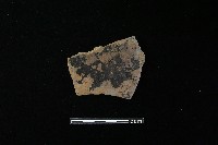 陶片藏品圖，第2張