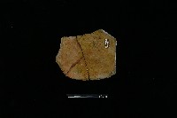 陶片藏品圖，第1張