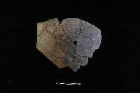 陶片藏品圖，第2張