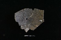 陶片藏品圖，第1張