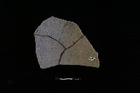 陶片藏品圖，第2張