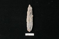 石鎚藏品圖，第1張