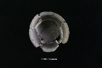 陶罐藏品圖，第6張