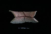 陶罐藏品圖，第1張