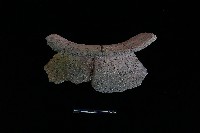 陶罐藏品圖，第3張