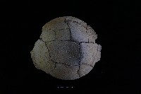 陶盆藏品圖，第3張