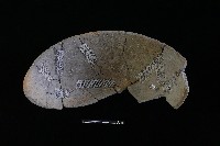 陶缽藏品圖，第3張