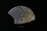 陶蓋鈕藏品圖，第3張