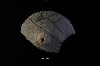 陶蓋鈕藏品圖，第1張