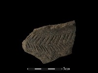 陶片藏品圖，第1張