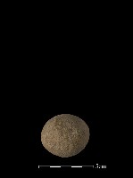 石鎚藏品圖，第1張