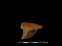 陶片藏品圖，第4張