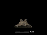 紡輪藏品圖，第3張