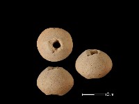 紡輪藏品圖，第1張