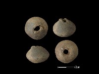 紡輪藏品圖，第1張