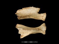 梅花鹿骨藏品圖，第2張