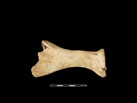 梅花鹿骨藏品圖，第3張